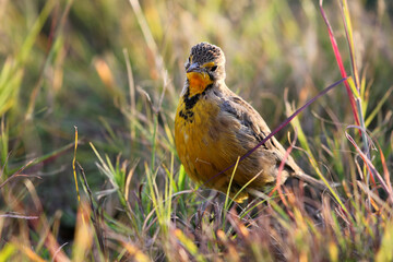 Cape Longclaw, Addo Elephant National Park