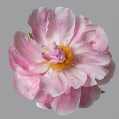 Beautiful pink peony flower with yellow center isolated on grey background.