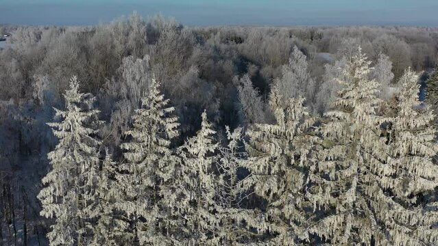 Hoarfrost rime on morning trees, aerial view

