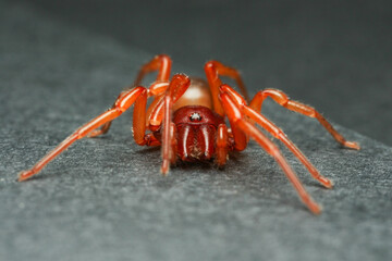 The woodlouse spider is a species of spider that preys primarily upon woodlice