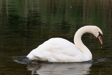 Fototapeta premium Swan in profile swimming in the lake