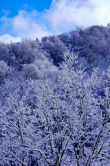 冬山と雪をつけた美しい木々