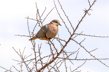 Cape Turtle Dove, Kruger National Park