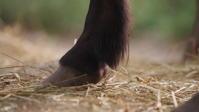 Close up of a horse's foot on a farm, standing. Slow motion. 