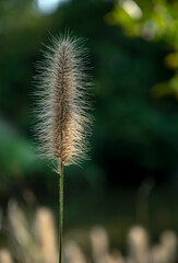 Fototapeta premium close up of a seed