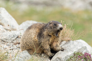 Angry high mountain marmot defending its lair