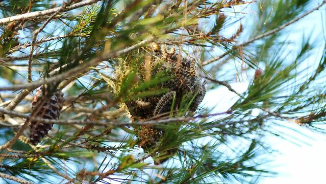 Huge silk nest of pine processionary caterpillars high on a tree branch
