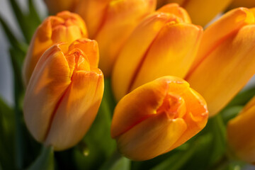 Naklejka premium Pomarańczowe tulipany