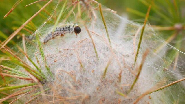 Silky thread nest of pine processionary moth larva on a pine tree