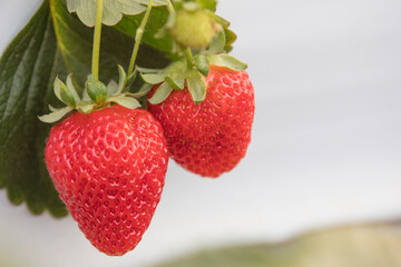 morango vermelho doce agricultura fruta vermelha saudável 