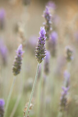 flor agricultura lavanda campo florido púrpura lilas