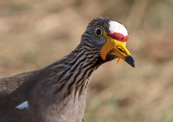 African Wattled Lapwing, South Africa