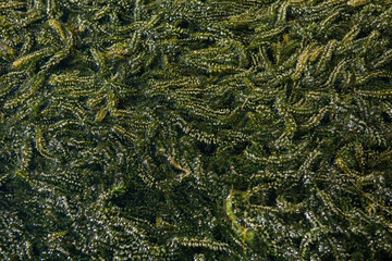 Aquatic plants, seaweed , texture, abstract.
