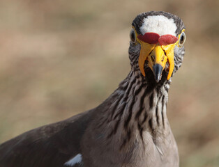 African Wattled Lapwing, South Africa