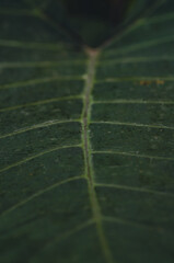 Fondo abstracto, textura hojas palmera, tropical