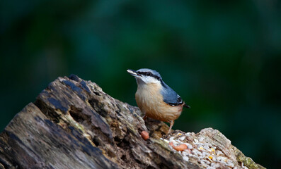 Obraz na płótnie Canvas Nuthatch collecting food in the woods