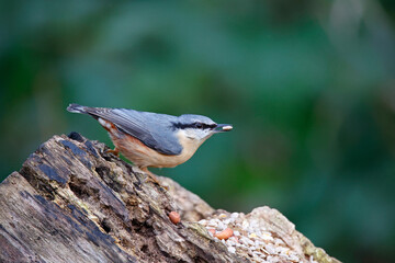 Nuthatch collecting food in the woods