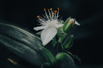 Flor blanca, romantico macro