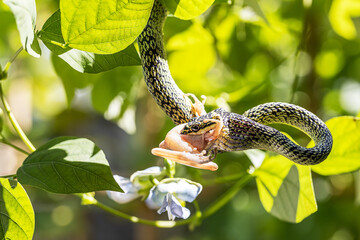 Snake eating frog on blurred green nature background
