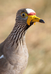 African Wattled Lapwing, South Africa