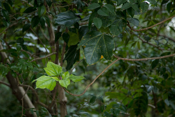 Young and old leaf from the same tree
