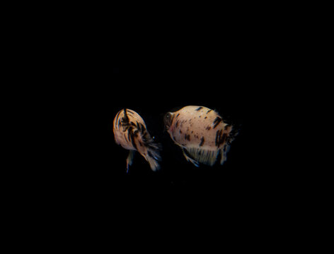 Melano Bilder Durchsuchen 1,536 Archivfotos, und