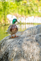 Mallard duck on a boulder vertical