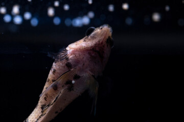 betta fish splenders plackat female melano color with black dots