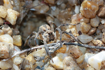 Lycosa hispanica emerging from its cave 
