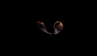 betta fish splenders plackat female melano color with black dots