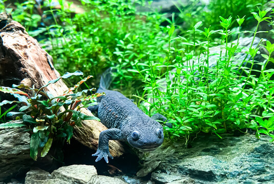 Pleurodeles waltl in aquarium with Anubias plant - Spanish ribbed newt, also known as the Iberian ribbed newt