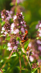 Macro de fleurs sauvages, sur lesquelles sont posés des insectes