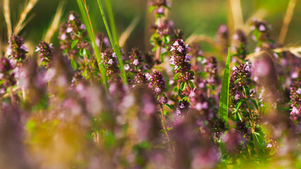 Macro de fleurs sauvages, sur lesquelles sont posés des insectes