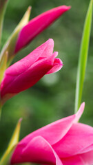 Macro de pétales de fleurs roses, dans un jardin avec bassin