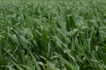 young corn plantation. cornfield. farming