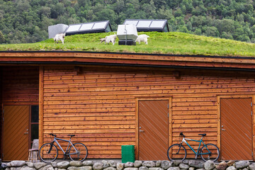 goats walking on roof covered by grass