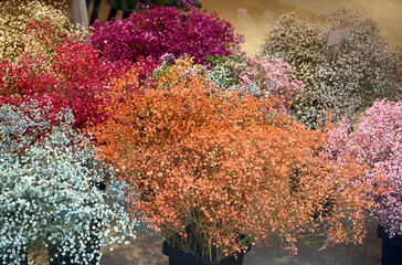 flowers in the garden