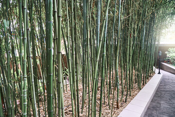 Thin bamboo stems in green forest under bright sunlight. Leaves and branches of different shades of green grow in warm and well-lit place