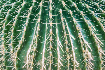 Round cactus grows in pot with pebble near plants of private garden with tiles on floor. Green and brown thorns of cactus at bright sunlight extreme close view