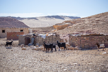 Bedouin settlement in the Sinai desert, goats in the house yard, Egypt