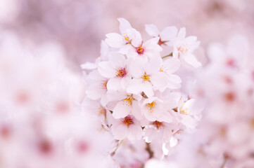 ふんわりサクラ