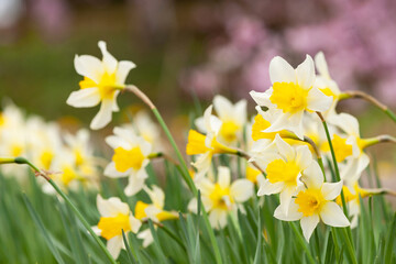 Fototapeta premium 春の訪れ