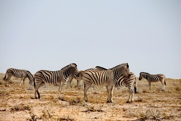 Fototapeta na wymiar Wildlife in Namibia 