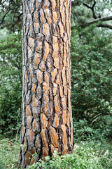 Thick layer of embossed bark on high trunk of Italian pine tree. Stone pine grows in forest at bright sunlight in warm weather extreme closeup