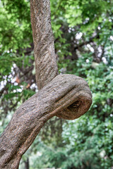 Woody liana of wisteria floribunda growing against trees of dense forest. Bright sunlight illuminates vivid green forest extreme closeup