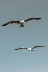seagull in flight
