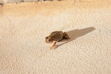 Close-up baby light brown tree frog on tan wall in the sun with a full shadow