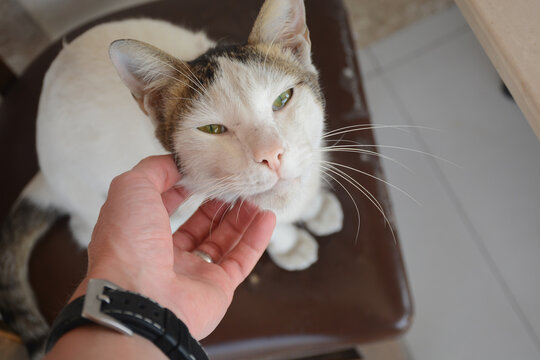 Dubai, UAE - February 3, 2022: Arabian cat on the street in Al Karama district