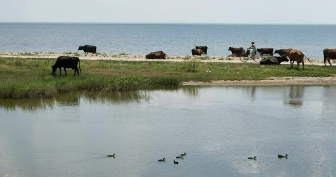 Farming village landscape natural scene. Livestock cows grazing, eating grass, on a beach at sea, ocean. Small ducks swim on the lake, cow pees. Woman rides an old bicycle. Calm summer backcountry day