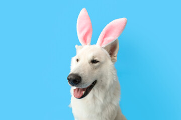 Funny white dog in bunny ears on blue background, closeup